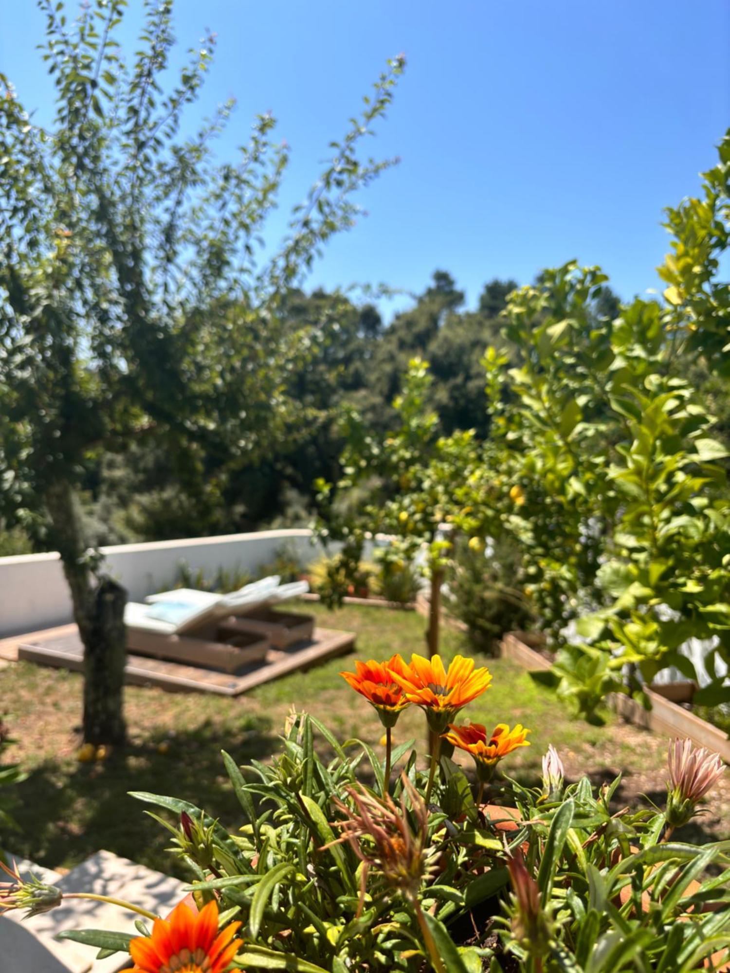 Bed and Breakfast Casa Da Oliveira Pedrogao Grande Exterior foto
